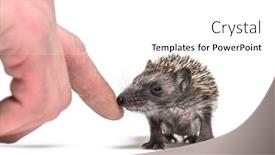  Presentation with rescue - Beautiful presentation design featuring human-hand-touching-a-young backdrop and a white colored foreground