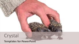  Presentation with helping hand - PPT theme consisting of human-hand-touching-and-helping background and a light gray colored foreground