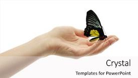  Presentation with human beings - Presentation enhanced with human hand with butterfly isolated background and a white colored foreground