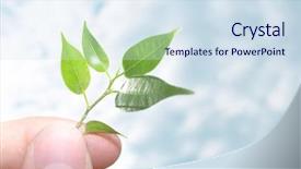  Presentation with young plant - Presentation theme featuring human hands hold and preserve background and a sky blue colored foreground
