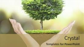  Presentation with hands holding a tree - Slide set consisting of human hands holding a tree background and a yellow colored foreground