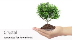  Presentation with young plant - Slide deck having human-hands-holding-sprout-young background and a lemonade colored foreground