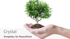  Presentation with young plant - Slides featuring human-hands-holding-sprout-young background and a light gray colored foreground