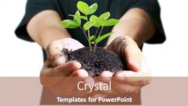  Presentation with sprout - Slide set consisting of human-hands-holding-sprout-young background and a red colored foreground