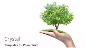  Presentation with young plant - Slides with human-hands-holding-sprout-young background and a white colored foreground