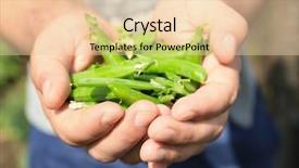  Presentation with cartoon kids holding hands - PPT theme consisting of human kidney - male hands holding pea pods background and a lemonade colored foreground