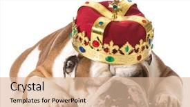  Presentation with cross and crown - Slides with human king - dog wearing crown isolated background and a lemonade colored foreground