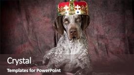  Presentation with german shorthaired pointer - PPT theme consisting of human king - spoiled dog - german shorthaired background and a tawny brown colored foreground