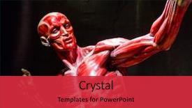  Presentation with human anatomy - Amazing PPT theme having human muscles anatomy model backdrop and a red colored foreground