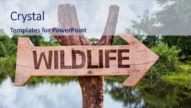  Presentation with blue aged wood sign - Beautiful PPT layouts featuring human organism - wildlife wooden sign with forest backdrop and a  colored foreground