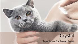  Presentation with british - Slides enhanced with human strokes - cute kitten hold in hands background and a coral colored foreground