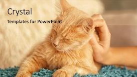  Presentation with cat - Theme consisting of human strokes - female hand stroking cute cat background and a lemonade colored foreground