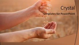  Presentation with wheat - Colorful presentation enhanced with human strokes - man pours wheat from hand backdrop and a coral colored foreground