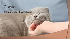  Presentation with cute cat and dog - Cool new PPT theme with human strokes - owner stroking cute cat backdrop and a light blue colored foreground