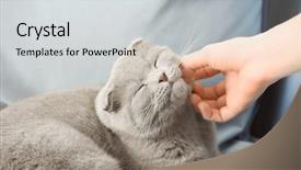  Presentation with cute cat and dog - Slide set enhanced with human strokes - owner stroking cute cat background and a light gray colored foreground