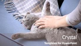  Presentation with cat - Cool new theme with human strokes - owner stroking cute cat backdrop and a  colored foreground