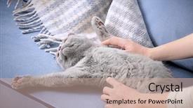  Presentation with cat - Audience pleasing PPT theme consisting of human strokes - owner stroking cute cat backdrop and a coral colored foreground