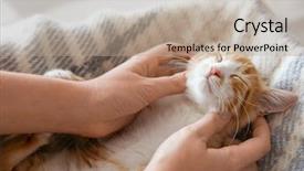  Presentation with hello kitty cute little kitten - PPT layouts featuring human strokes - owner stroking cute little kitten background and a coral colored foreground