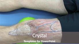  Presentation with leg anatomy - Beautiful presentation featuring human upper leg anatomy - sketch backdrop and a gray colored foreground