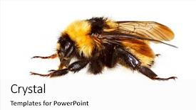  Presentation with bee - Slides having humble bee isolated on white background and a white colored foreground