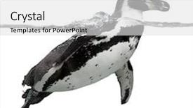  Presentation with white - Audience pleasing slides consisting of humboldt penguin isolate on white backdrop and a white colored foreground