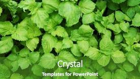  Presentation with green industries plant - Amazing theme having humid - green shiso plant perilla frutescens backdrop and a tawny brown colored foreground