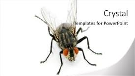  Presentation with fly - Colorful slides enhanced with humming - fly on a white background backdrop and a white colored foreground