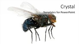  Presentation with fly - Presentation design enhanced with close up adult female clown with pink hair looking suprised over a poster paper with copy space against white background background and a white colored foreground