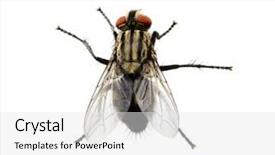  Presentation with house fly insect macro - Presentation design consisting of humming - macro shot of fly background and a white colored foreground