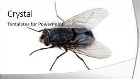  Presentation with house fly insect macro - PPT theme with humming - macro shot of fly background and a white colored foreground