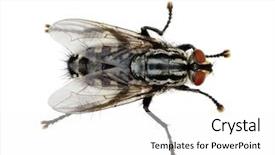  Presentation with house fly insect macro - Slide set with humming - macro shot of fly background and a white colored foreground