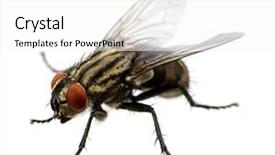  Presentation with house fly insect macro - PPT theme featuring humming - macro shot of fly background and a white colored foreground