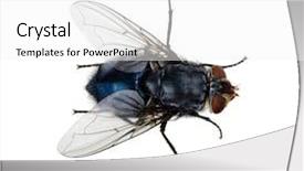  Presentation with house fly insect macro - Beautiful presentation theme featuring humming - macro shot of fly backdrop and a white colored foreground