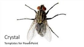  Presentation with house fly insect macro - Cool new presentation design with humming - macro shot of fly backdrop and a white colored foreground