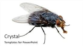  Presentation with house fly insect macro - Cool new theme with humming - macro shot of fly backdrop and a white colored foreground