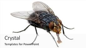 Presentation with house fly insect macro - Cool new PPT theme with humming - macro shot of fly backdrop and a white colored foreground