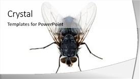  Presentation with house fly insect macro - Beautiful PPT theme featuring humming - macro shot of fly backdrop and a white colored foreground