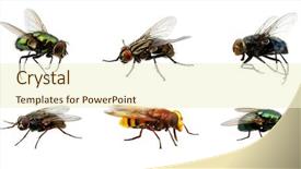  Presentation with fly - Cool new slide deck with humming - set of insects fly backdrop and a cream colored foreground