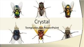  Presentation with fly - Audience pleasing slide deck consisting of humming - set of insects fly backdrop and a lemonade colored foreground