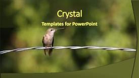  Presentation with artistic - Amazing PPT theme having humming bird - artistic shot of a tiny backdrop and a  colored foreground