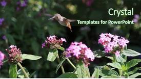  Presentation with pollinators - Slide set consisting of humming bird - beautiful hummingbird hovers above background and a tawny brown colored foreground
