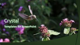  Presentation with pollinators - Beautiful slide deck featuring humming bird - beautiful hummingbird hovers above backdrop and a tawny brown colored foreground