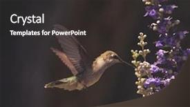  Presentation with environment - Audience pleasing slide deck consisting of humming bird - beautiful hummingbird photo backdrop and a dark gray colored foreground