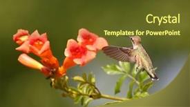  Presentation with environment - Slide deck featuring humming bird - beautiful hummingbird photo background and a tawny brown colored foreground