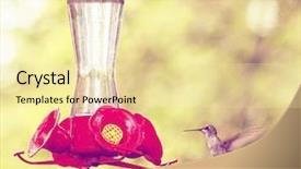  Presentation with hovering - Amazing PPT theme having humming bird - cute hummingbird hovering backdrop and a blonde colored foreground