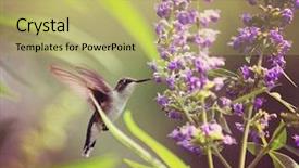  Presentation with hovering - Presentation theme featuring humming bird - cute hummingbird hovering background and a yellow colored foreground