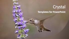  Presentation with hovering - Beautiful presentation theme featuring humming bird - cute hummingbird hovering backdrop and a coral colored foreground