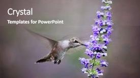  Presentation with hovering - Slides consisting of humming bird - cute hummingbird hovering background and a gray colored foreground
