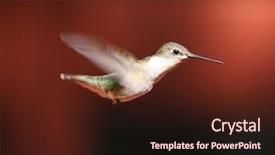  Presentation with bird - Theme consisting of humming bird - female hummingbird background and a wine colored foreground