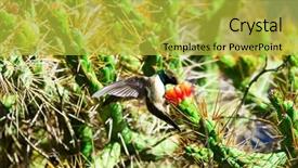  Presentation with blue green - Presentation design consisting of humming bird - green and blue hummingbird background and a  colored foreground